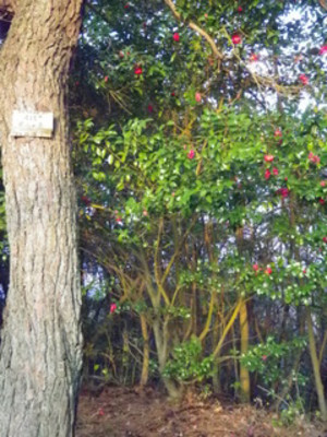 Imgp0007_2