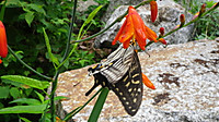Imgp0090 Imgp0090