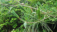 Imgp0101