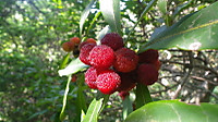 Imgp0121