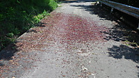 Imgp0131