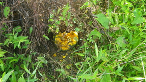 Imgp0356